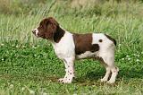 SPRINGER SPANIEL 039